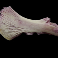 photo of Meagre ceratohyal medial view