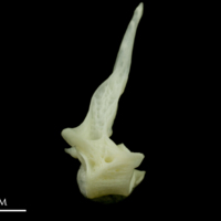 photo of Bullrout precaudal vertebra lateral view