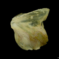 photo of Saithe opercular lateral view