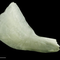 photo of Freshwater bream subopercular lateral view