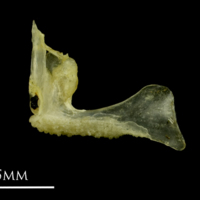 photo of Ruffe premaxilla medial view