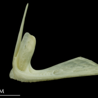 photo of Bullrout premaxilla lateral view