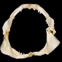 photo of Blue Shark jaw posterior view