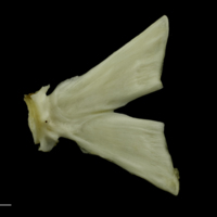 photo of Grey Triggerfish ultimate vertebra lateral view