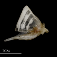 photo of Sea scorpion quadrate medial view