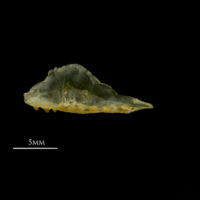 photo of European smelt pharyngeal ventral view