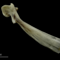photo of Brill maxilla lateral view