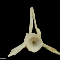 photo of Haddock precaudal vertebra anterior view