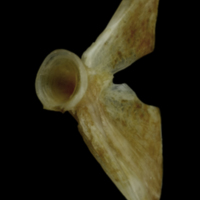 photo of Couch's seabream ultimate vertebra anterior view