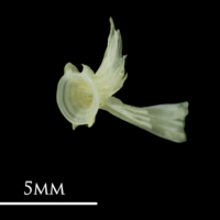 photo of Common sole ultimate vertebra detail view