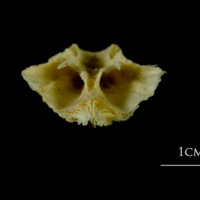 photo of Atlantic cod basioccipital posterior view