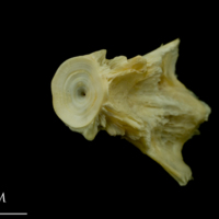 photo of Saithe basioccipital posterior view