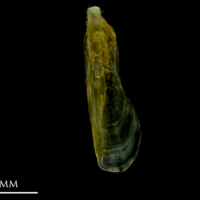 photo of Grey gurnard supracleithrum lateral view