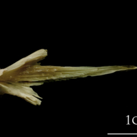 photo of Turbot vomer dorsal view