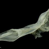 photo of Red mullet cleithrum lateral view