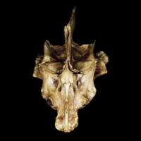 photo of Greater amberjack parasphenoid basioccipital vomer complex anterior view