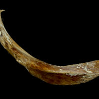 photo of Atlantic bluefin tuna  cleithrum medial view