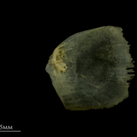 photo of Arctic Char opercular medial view