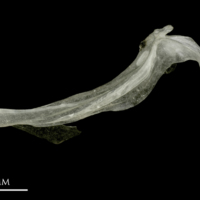 photo of Sandsmelt cleithrum lateral view