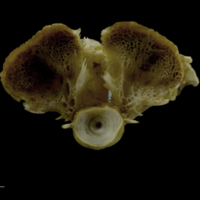 photo of European conger parasphenoid basioccipital complex posterior view