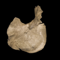 photo of Sturgeon for assessment medial view