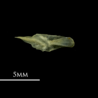 photo of Bullhead preopercular lateral view