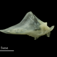 photo of Red mullet articular lateral view