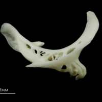 photo of Roach pharyngeal ventral view