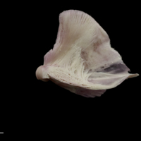 photo of Meagre quadrate lateral view