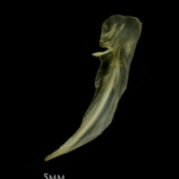 photo of European smelt posttemporal lateral view