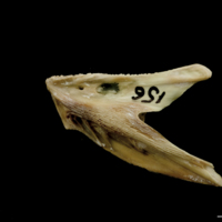 photo of Turbot dentary lateral view