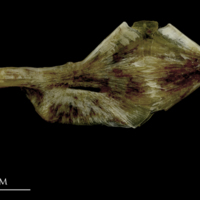 photo of Brill ceratohyal epihyal complex lateral view