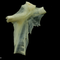 photo of Bullrout hyomandibular medial view