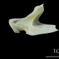 photo of European plaice dentary medial view
