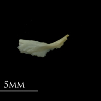 photo of Dragonet for assessment lateral view
