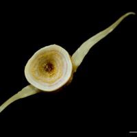 photo of Northern pike caudal vertebra posterior view