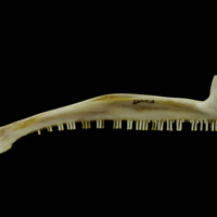 photo of European conger premaxilla medial view