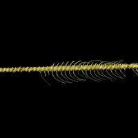 photo of Trout vertbral column lateral view