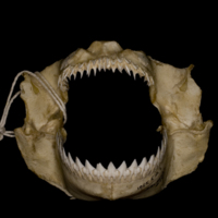 photo of Kitefin Shark jaw anterior view