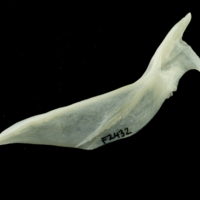 photo of Whiting cleithrum lateral view