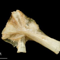 photo of Catfish hyomandibular lateral view