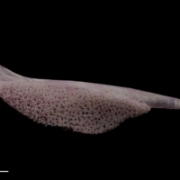 photo of Tub gurnard pharyngeal dorsal view