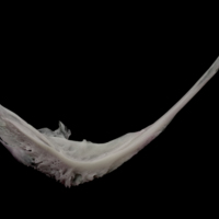 photo of Parrot fish preopercular lateral view