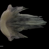 photo of Tub gurnard vomer ventral view