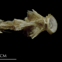 photo of Brill basioccipital dorsal view