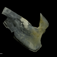 photo of Couch's seabream subopercular medial view