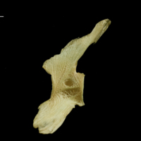 photo of European hake precaudal vertebra lateral view