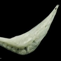 photo of Freshwater bream preopercular lateral view