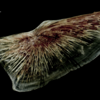 photo of Atlantic halibut subopercular lateral view