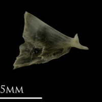 photo of Eelpout opercular medial view